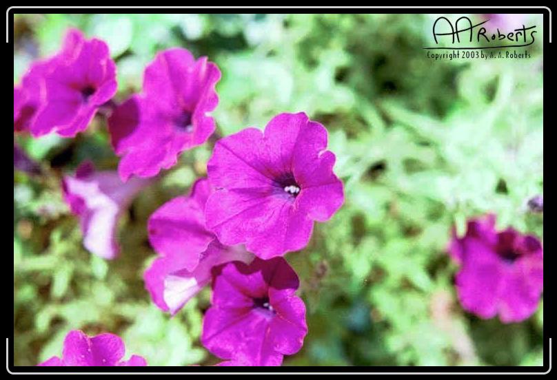 Purple Horn Pushed.jpg - This too...